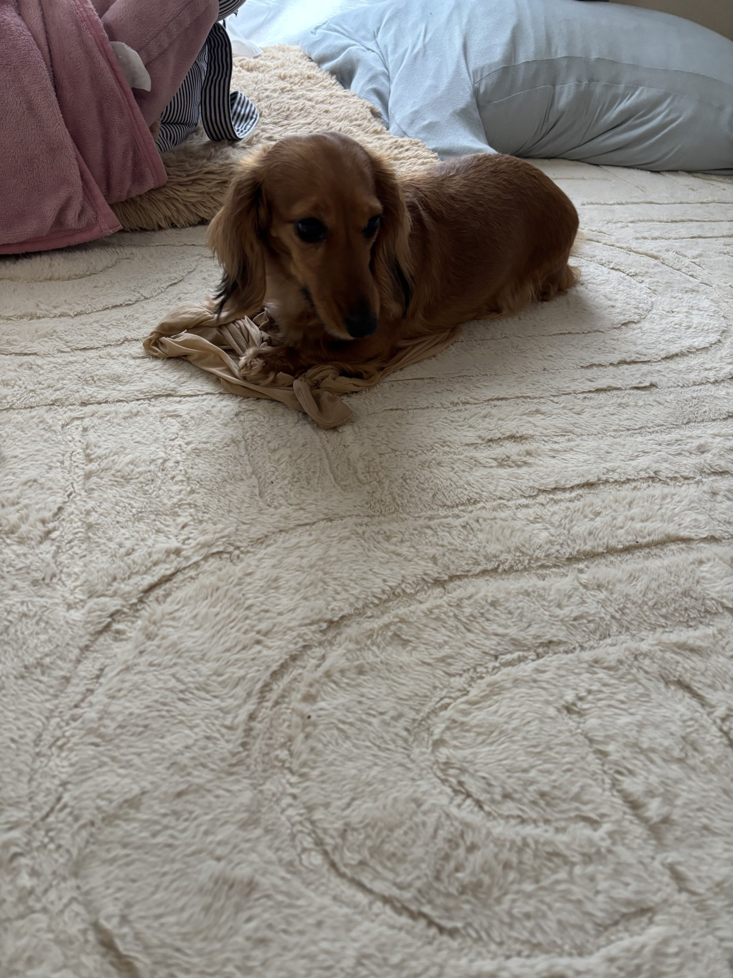 今月の田中のわんこの画像