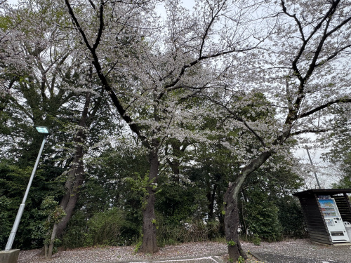 日本の四季を感じました～の画像