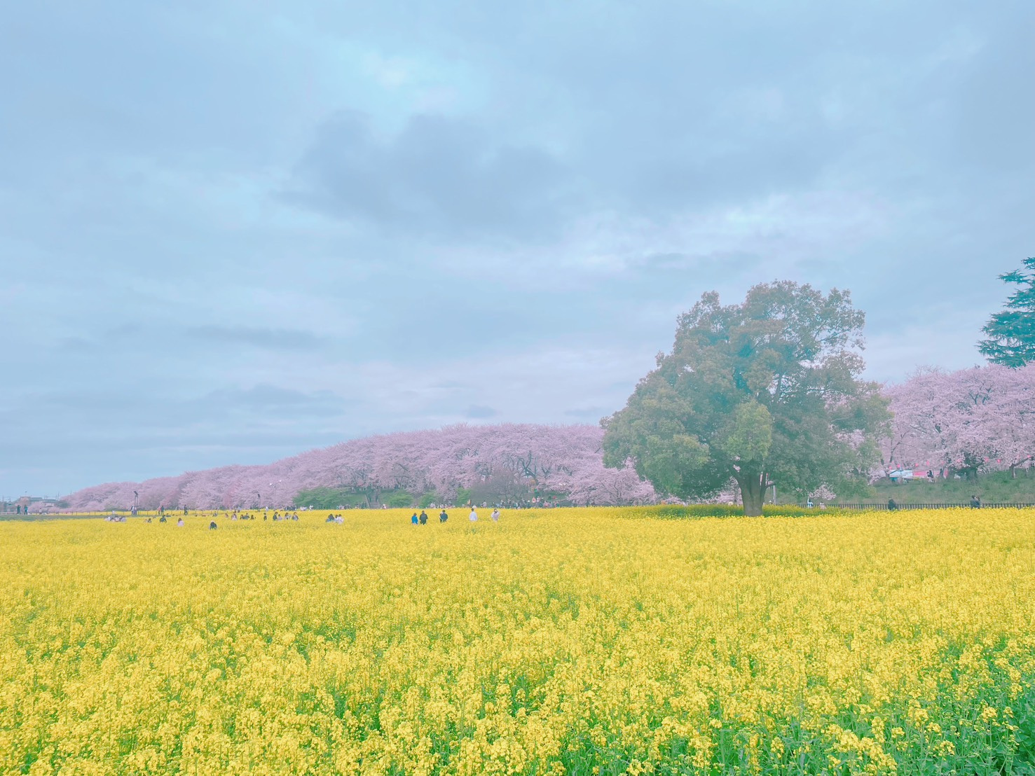 権現堂桜堤///の画像