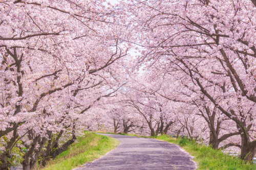 新生活の画像