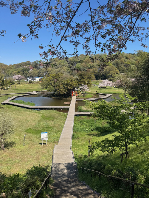 近所の公園へ散歩に。の画像