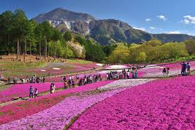 秩父芝桜2026最新情報！アクセスやおすすめ写真スポットライトアップも紹介の画像