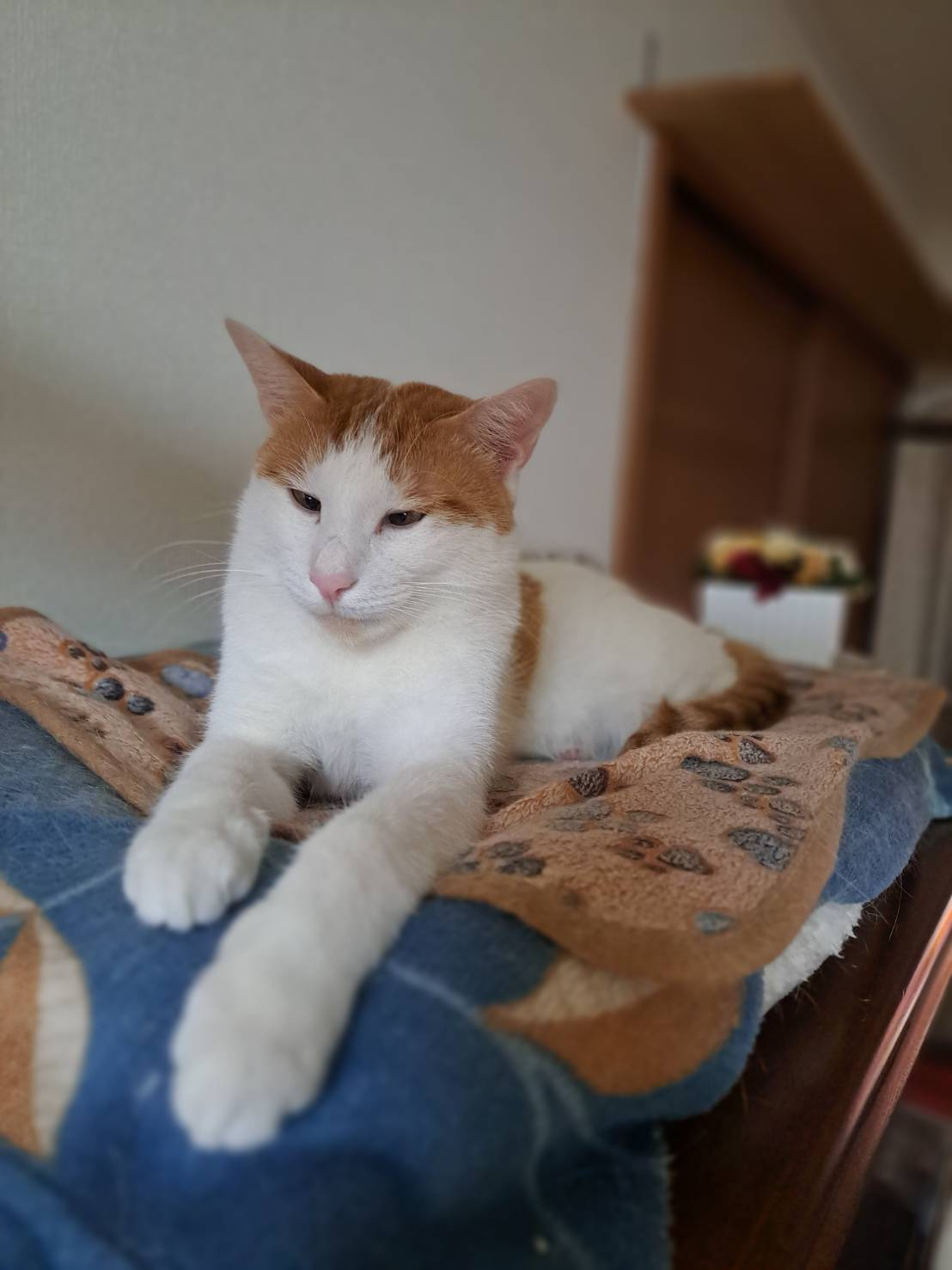 本日のネコ♪の画像