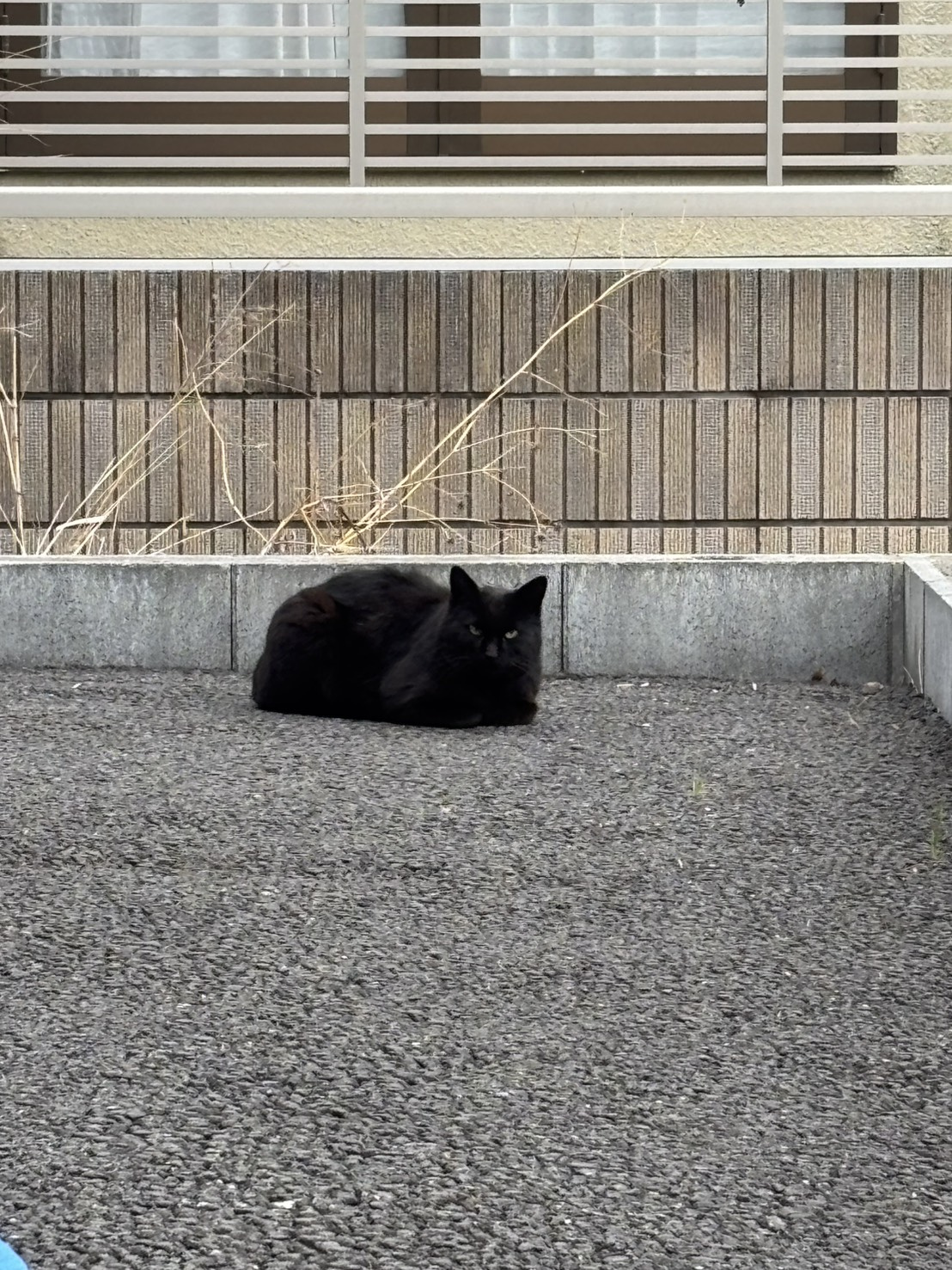 不幸？幸運？の画像