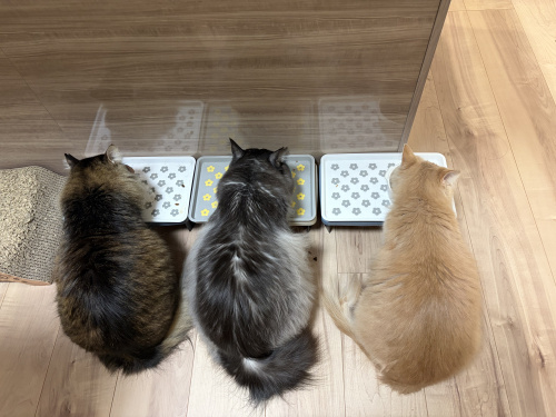 最強にビビりちゃん(=^・^=)の画像