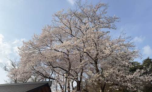 【小山の春】「おやまの桜まつり」がスタートしました！の画像