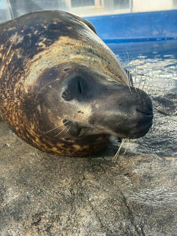 ラッコもカワウソも可愛すぎ！鳥羽水族館＆伊勢神宮でリフレッシュする岐阜市の不動産会社スタッフの三重日帰り旅の画像