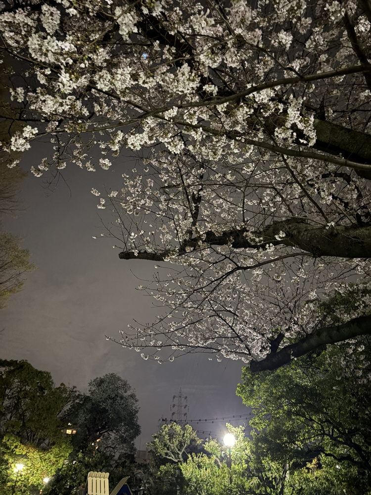 レグラスのお花見～2026～の画像