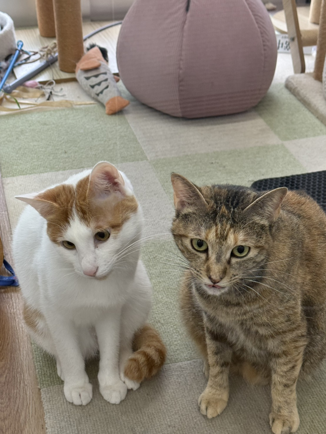 本日のネコ♪の画像