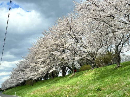 奥州市胆沢「桜の回廊（R397）」に行ってきましたの画像