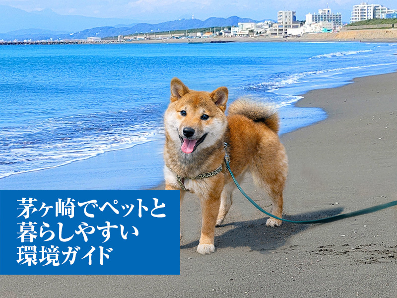 茅ヶ崎でペットと暮らしやすい環境ガイド｜地域密着の不動産会社が解説の画像