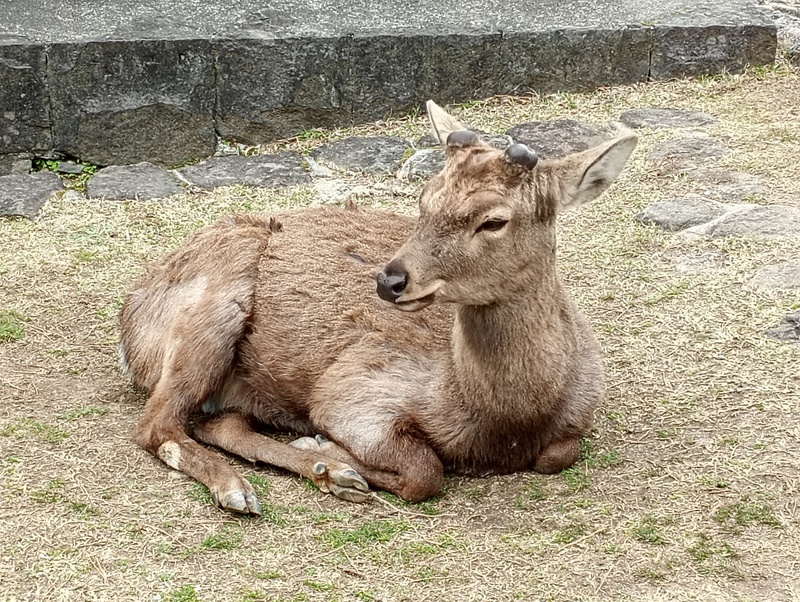 奈良への画像