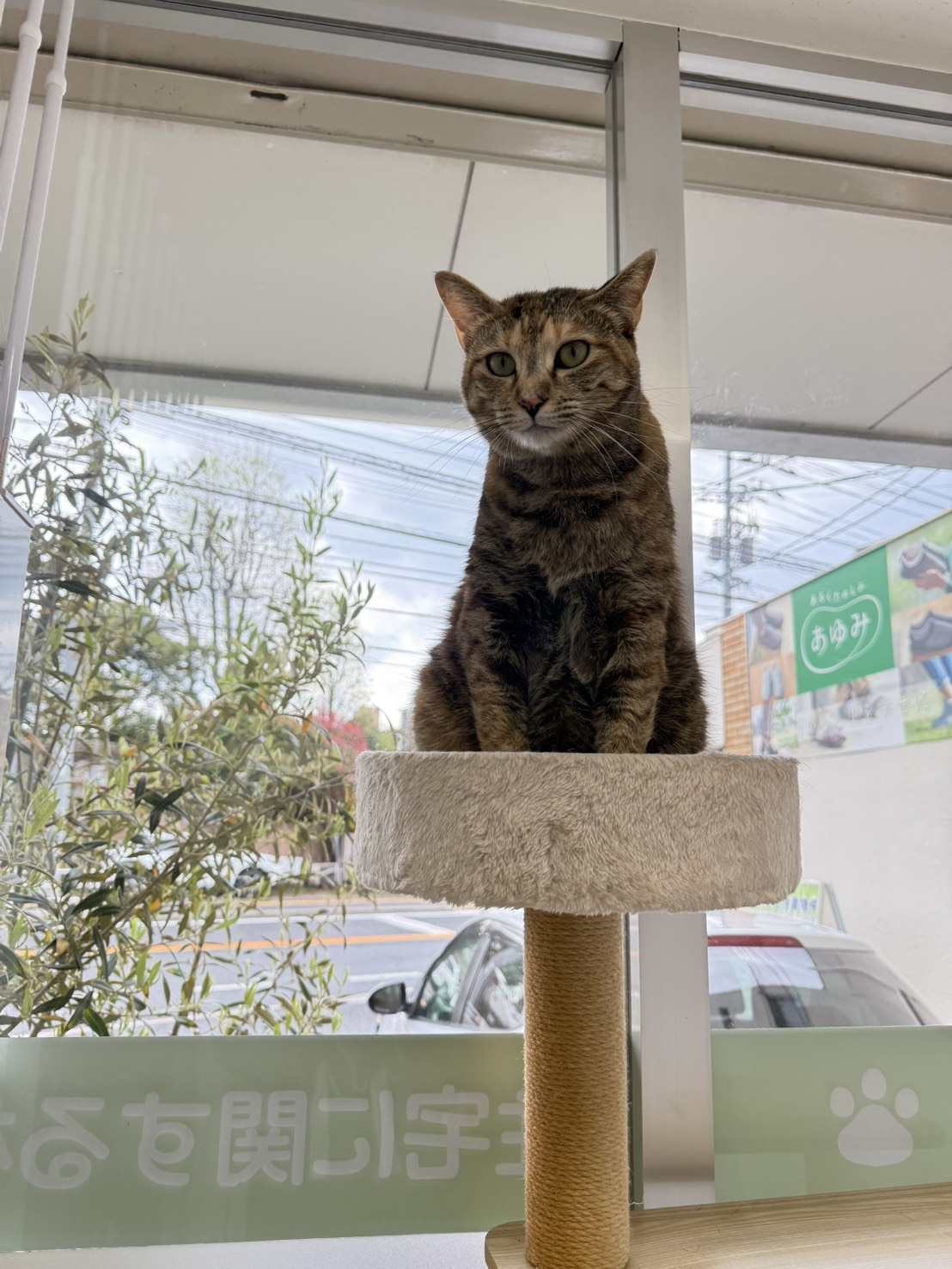 本日のネコ♪の画像