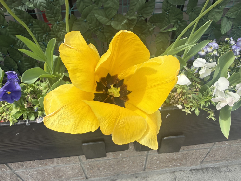 もう夏です！の画像