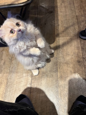 猫カフェMOCHAに行ってきた！の画像