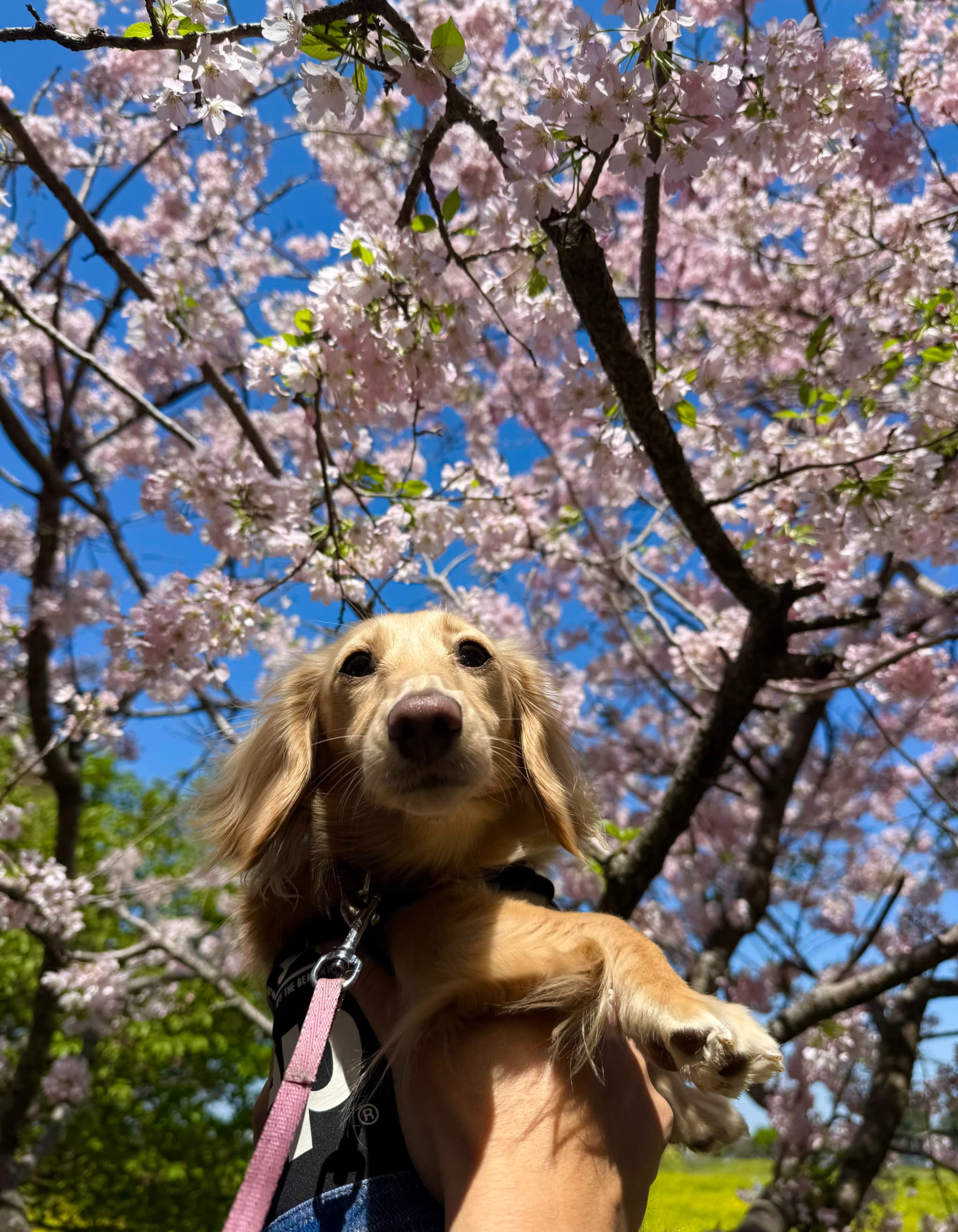 花も団子も楽しみました（´-`）の画像