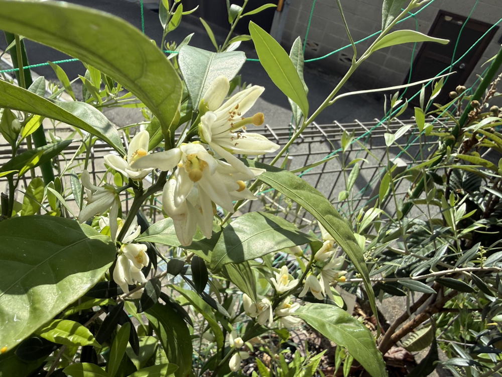 月曜と木曜はいつも忙しいです！の画像