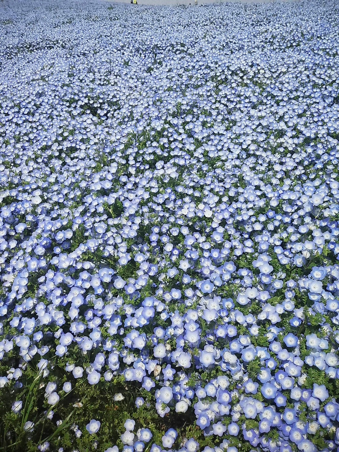 海浜公園!の画像