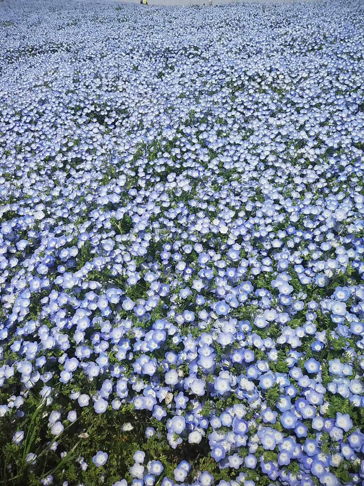 海浜公園！の画像