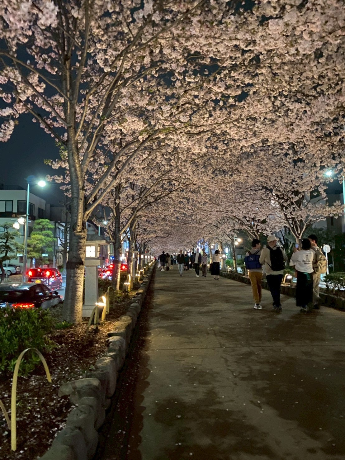 お花見✿の画像