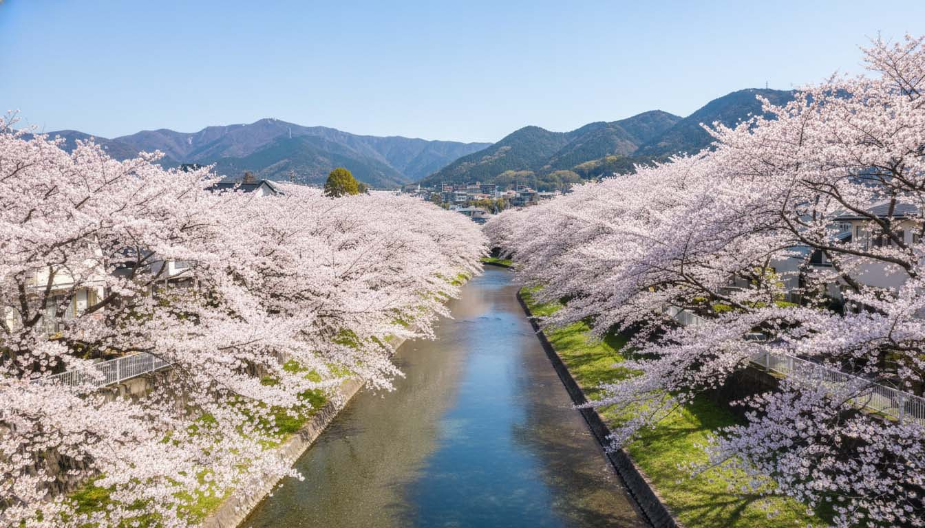 経済合理性だけじゃない。「芦屋川の桜」があなたの資産価値を守り続ける理由の画像