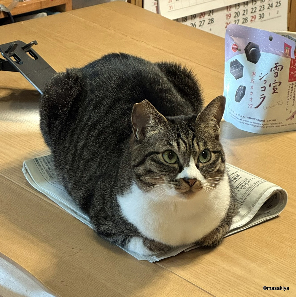 今朝のネコの画像