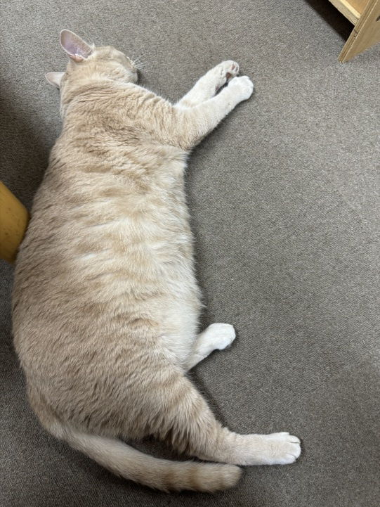 わんこ★とにゃんこ☆の画像