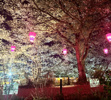 夜桜を見にの画像