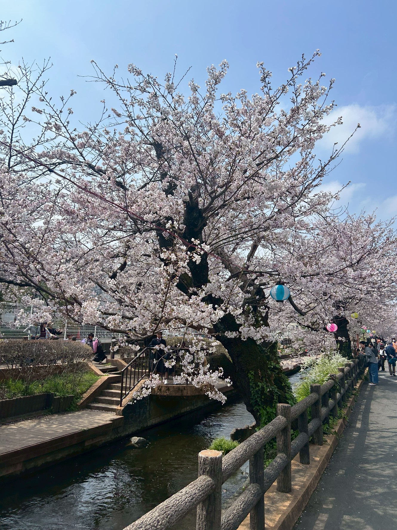 さくら!の画像