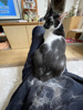 猫の換毛期私の膝の上は・・・の画像