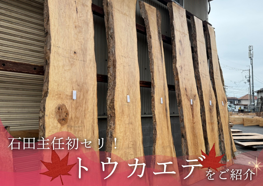 希少な「トウカエデ」の一枚板を競り落としました！の画像