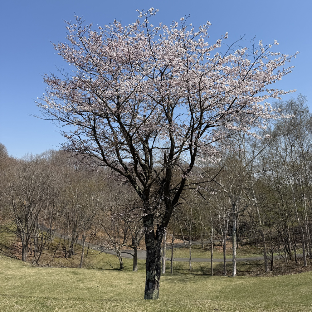 青春七五三ってどんな日？の画像