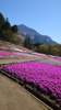 芝桜の画像
