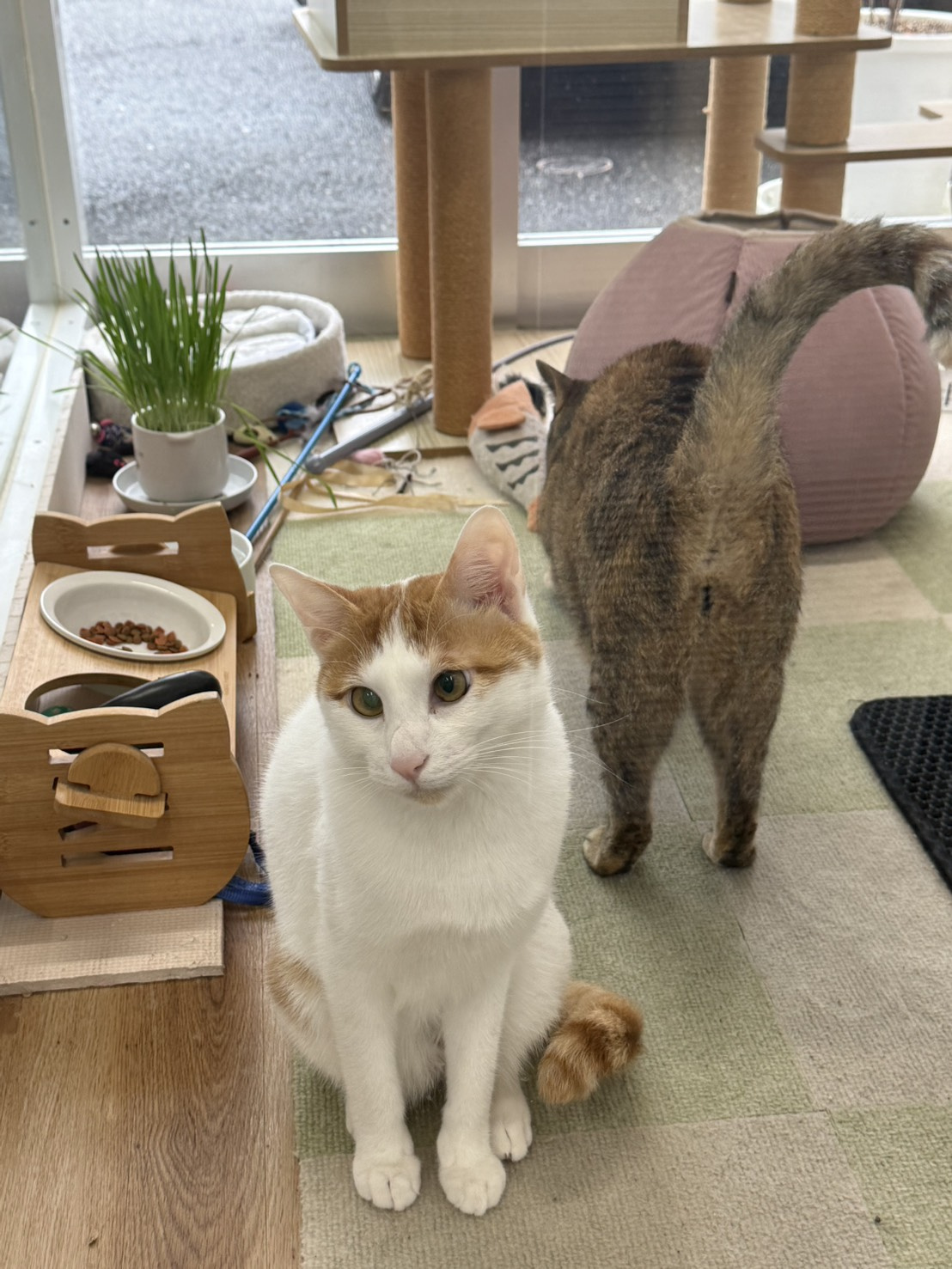 本日のネコ♪の画像