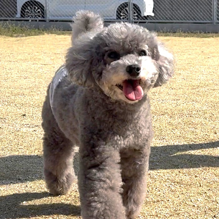 久しぶりの推し犬！！の画像