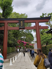 根津神社　つつじの画像