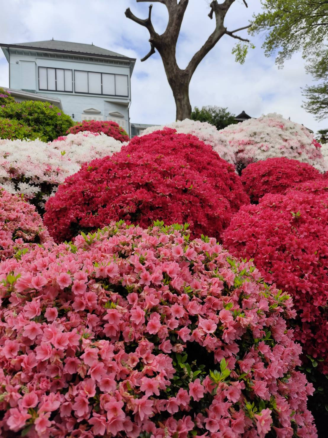 根津神社 つつじ｜世田谷区の新築戸建て｜センチュリー21ライフ