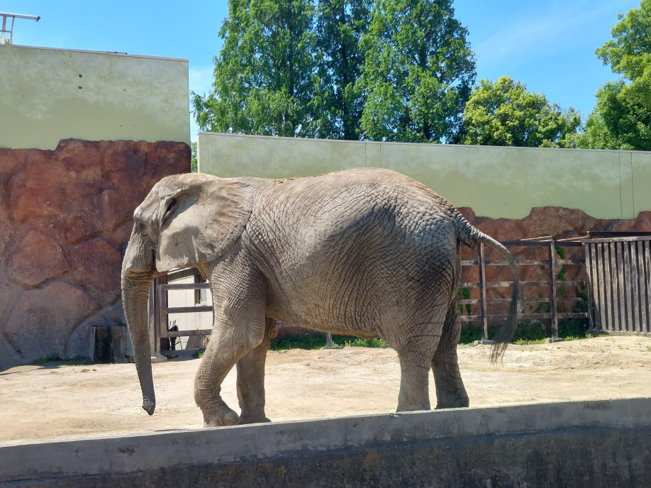 お目当てはホワイトタイガー！！埼玉のアニマルランド！東武動物公園♪の画像