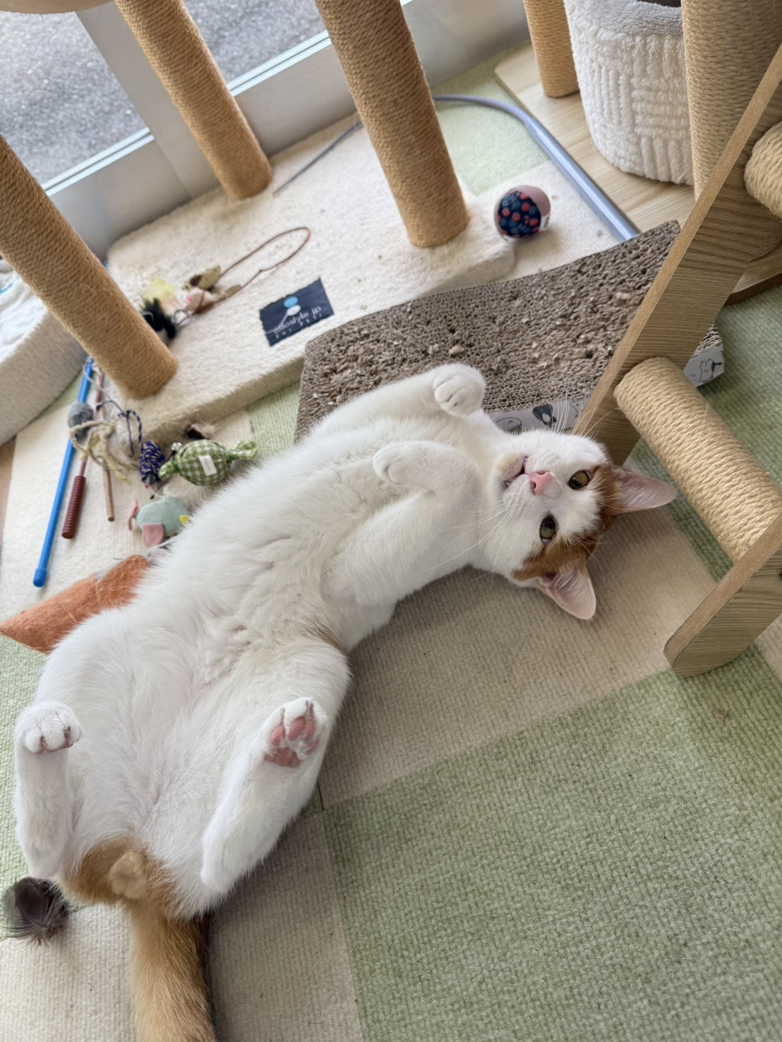 本日のネコ♪の画像