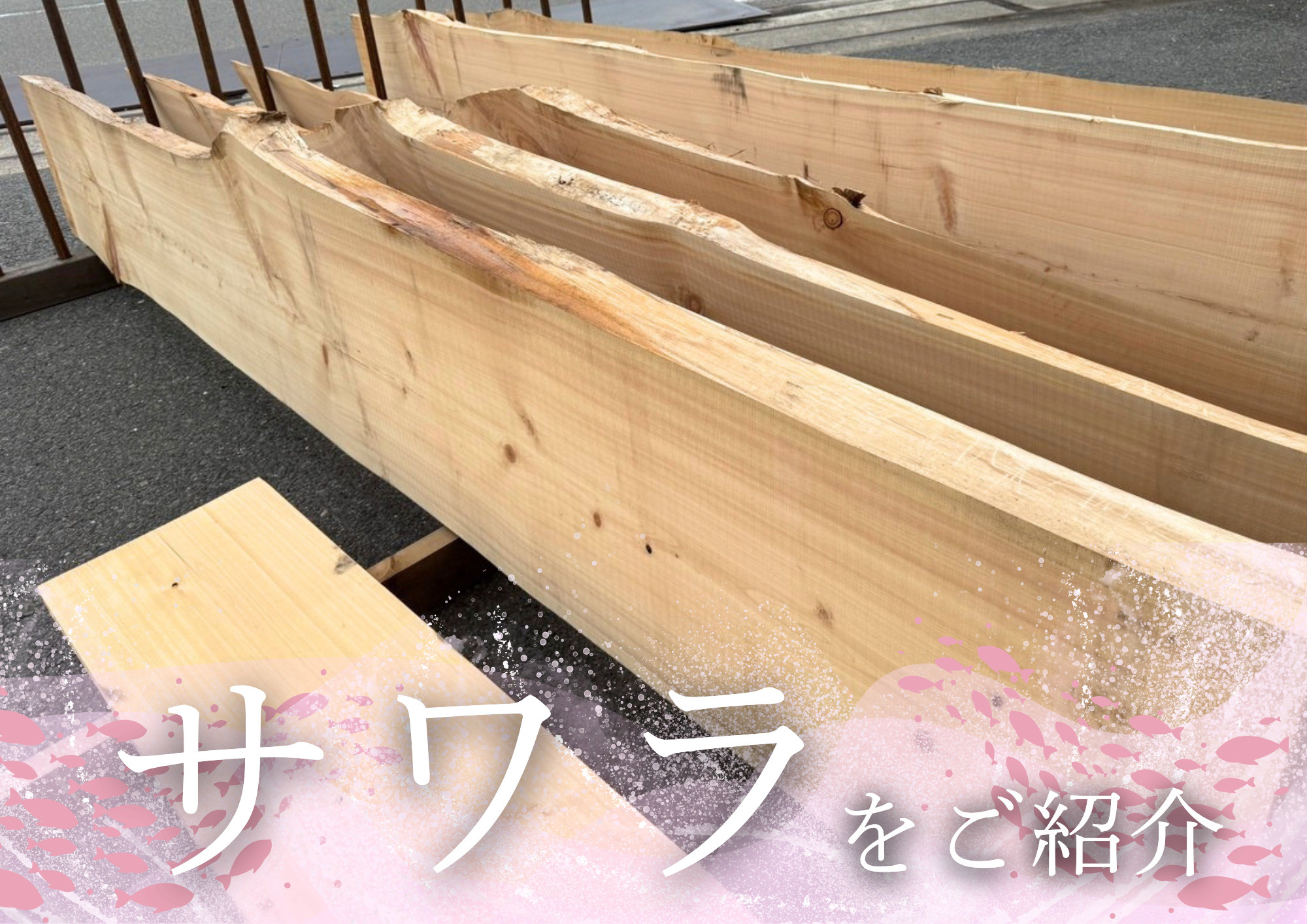 水に強く、凛と佇む「サワラ」の画像