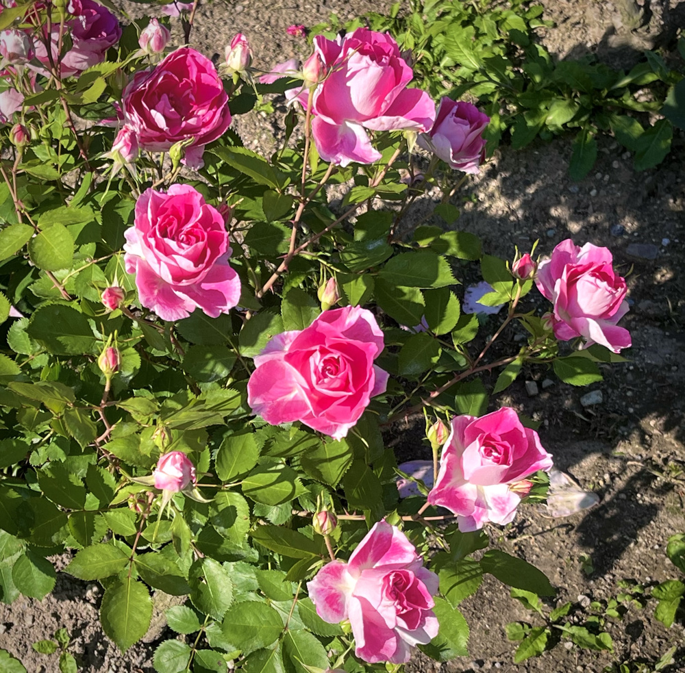 小牧「市民四季の森」ってどんなところ？の画像