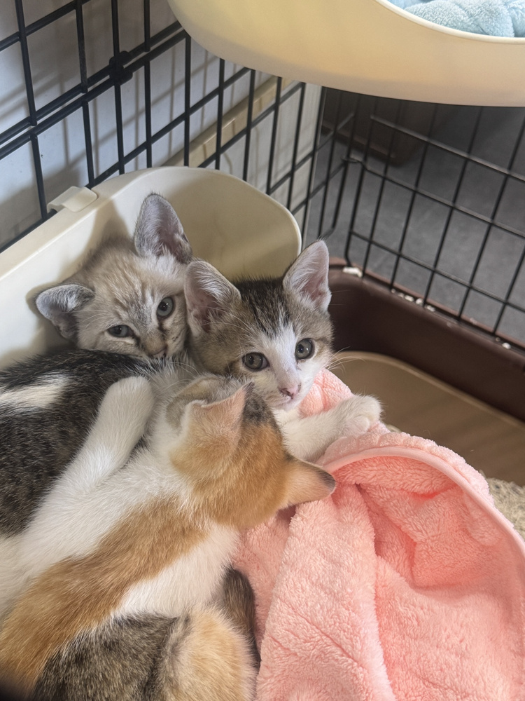 【保護活動のご報告】今年最初のご縁。3匹の子猫を保護しました。の画像