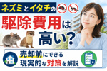 ネズミとイタチの駆除費用は高い？売却前にできる現実的な対策を解説の画像