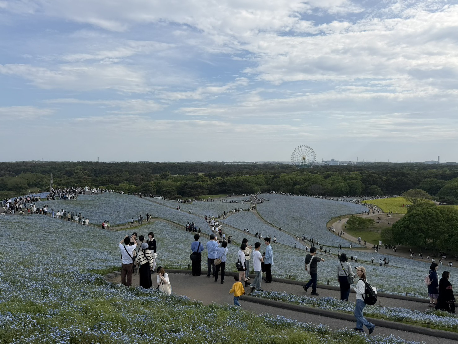 ネモフィラ畑♪の画像