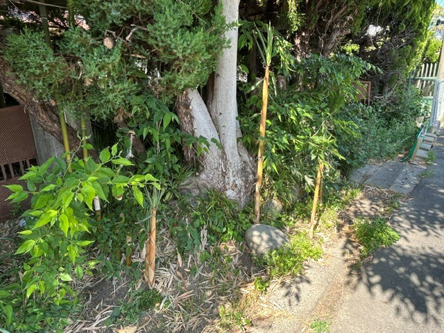 【津島市不動産売却】竹藪の画像