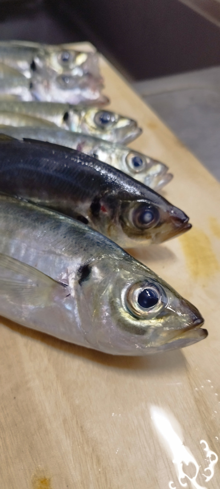 休日のアジ釣りの画像