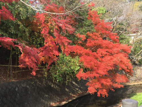 鎌倉の紅葉の画像