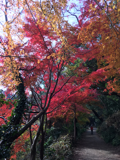 紅葉の画像