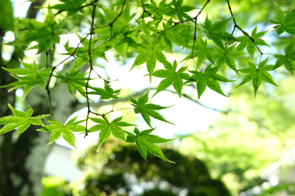 【二十四節気】小満（しょうまん）とは？の画像