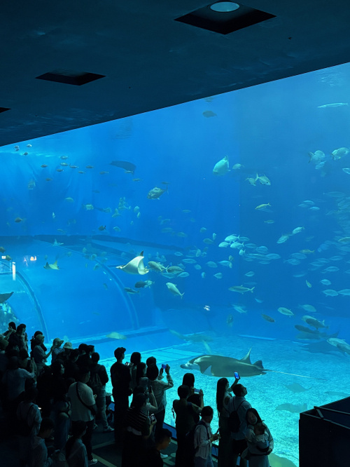 美濃善不動産・長良店女子チームの沖縄研修2日目♡ 〜美ら海水族館・アメリカンビレッジ・国際通りでキャッキャ全開の1日〜の画像